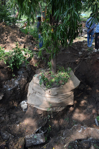 Tree transplantation under process in Vadodara district