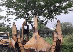 Sabarmati depot area tree transplantation