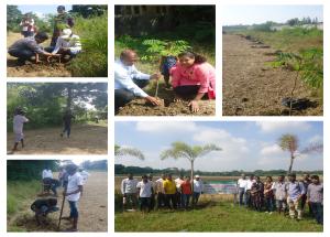 Tree Plantation drive in Dungri village (Valsad, Gujarat)
