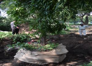 バドダラグジャラート州での木の移植