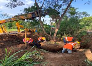 Tree Transplantation work under progress in Vadodara Gujarat