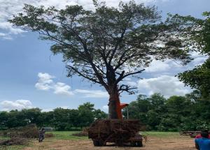 Tree Transplantation work under progress in Vadodara Gujarat